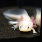 Preview: Axolotl, Ambystoma mexicanum