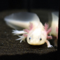 Preview: Axolotl, Ambystoma mexicanum