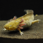 Preview: Axolotl, Ambystoma mexicanum