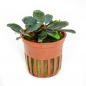Preview: Bucephalandra sordidula 'Blue'
