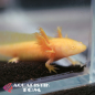 Preview: Axolotl, Ambystoma mexicanum