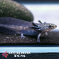 Preview: Axolotl, Ambystoma mexicanum