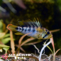 Preview: Inka Zwergbuntbarsch, Apistogramma baenschi
