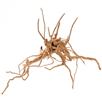 Fingerwood Wurzel