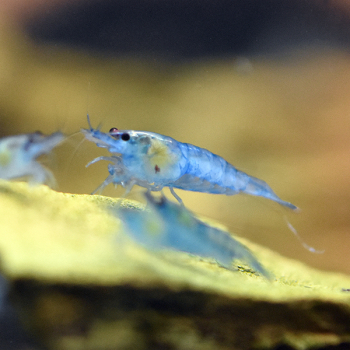 Blue Jelly Zwerggarnele, Neocaridina davidi 'Blue Jelly'