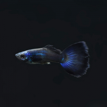 Guppy Männchen Moscow blue, Poecilia reticulata