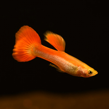 Guppy Männchen Rot Blond, Poecilia reticulata