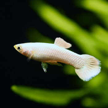 Guppy Männchen Platinum white, Poecilia reticulata