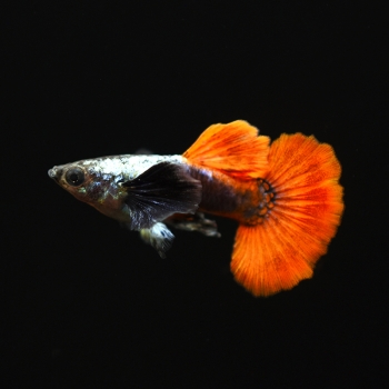 Guppy Männchen Elephantenohr, Poecilia reticulata