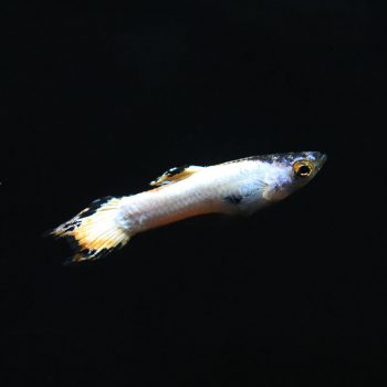 Endler Guppy Männchen Neo White, Poecilia wingei