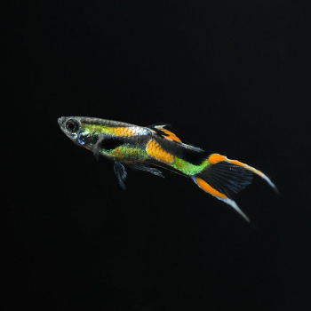 Endler Guppy Männchen Wildform, Poecilia wingei