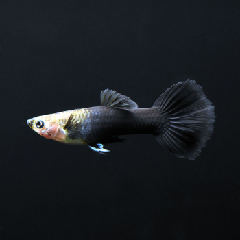 Guppy Männchen Schwarzblau, Poecilia reticulata