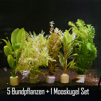 6 Wasserpflanzen - 5er Bundpflanzen und 1 Mooskugel [Pflegeleicht]