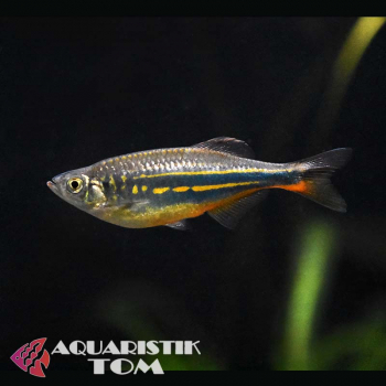 Malabarbärbling, Danio malabaricus / Devario malabaricus