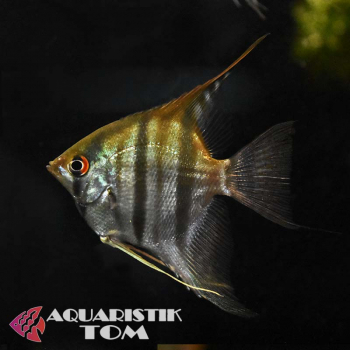 Zebra Skalar, Pterophyllum scalare Zebra