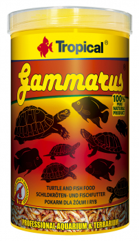 Tropical Gammarus