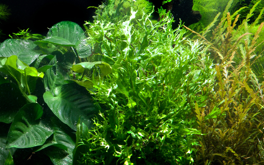 Ihr Aquaristik Fachgeschft: Fische, Pflanzen und mehr - Microsorum  pteropus 'Windelv' - Windelov Javafarn