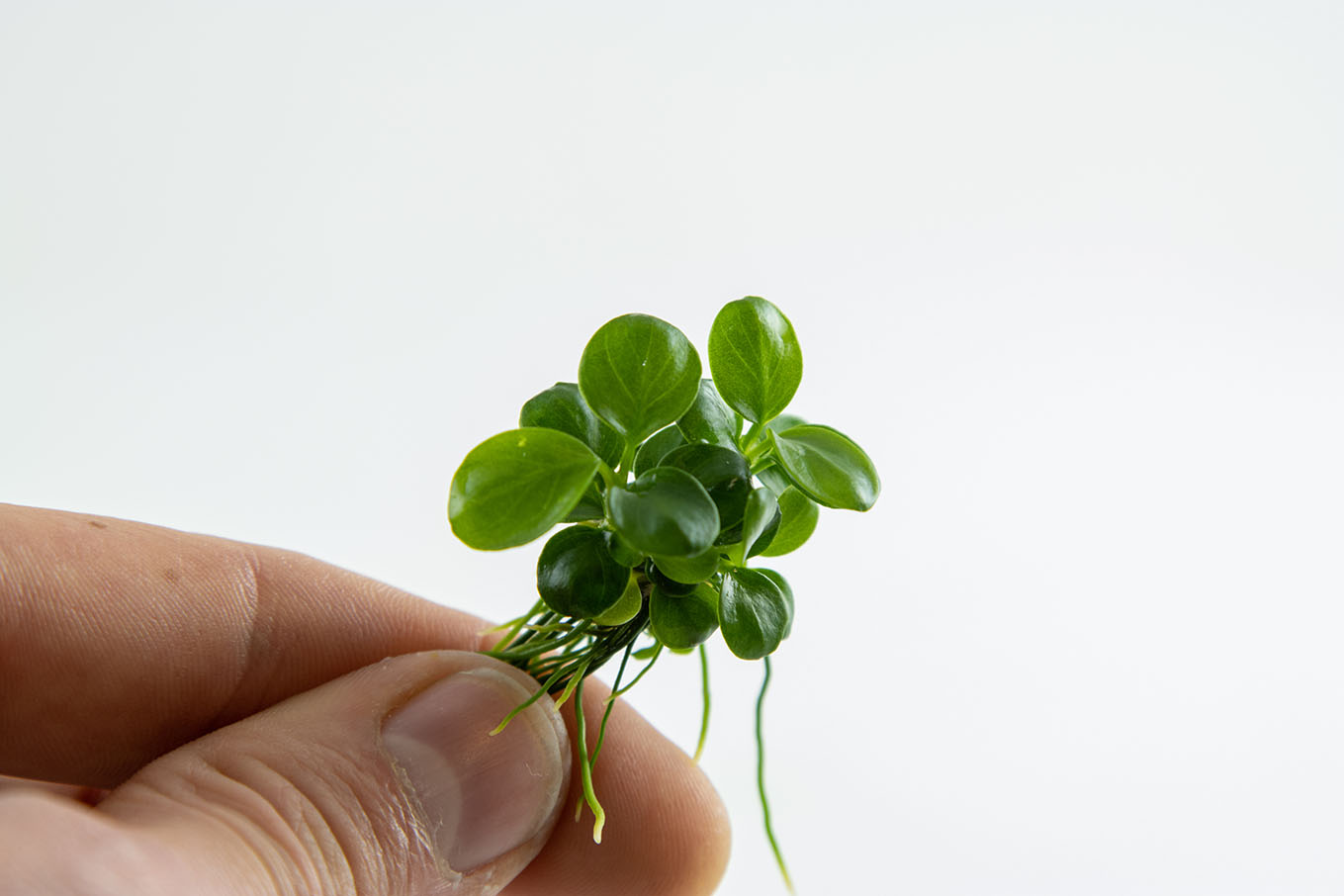 Ihr Aquaristik Fachgeschft: Fische, Pflanzen und mehr - Anubias barteri  'Mini Coin' - Mini Blatt Anubia