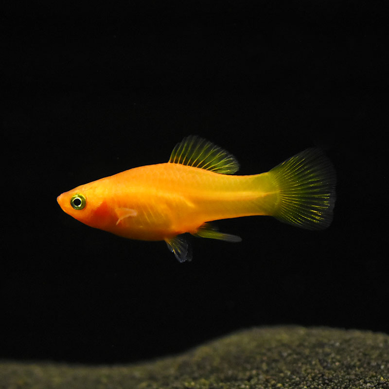 Originalvariatus Fish Ihr Aquaristik Fachgeschäft: Fische, Pflanzen und mehr - Papageienplaty ...