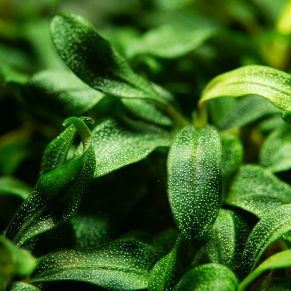 Bucephalandra sp. 'Needle Leaf' 1-2-Grow!