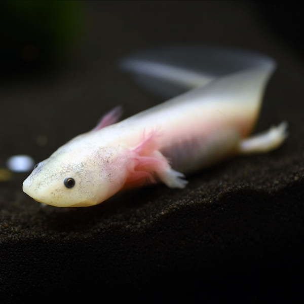 Axolotl, Ambystoma mexicanum