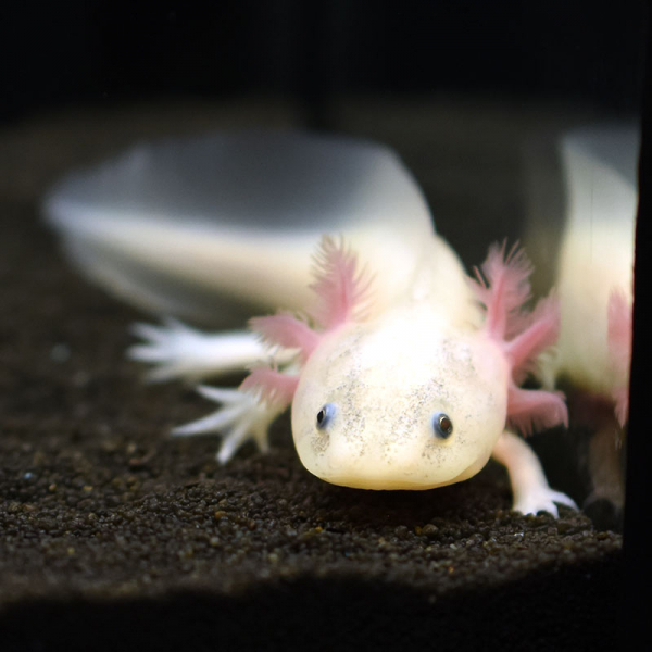 Axolotl, Ambystoma mexicanum