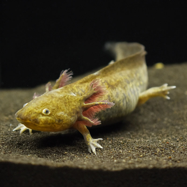 Axolotl, Ambystoma mexicanum