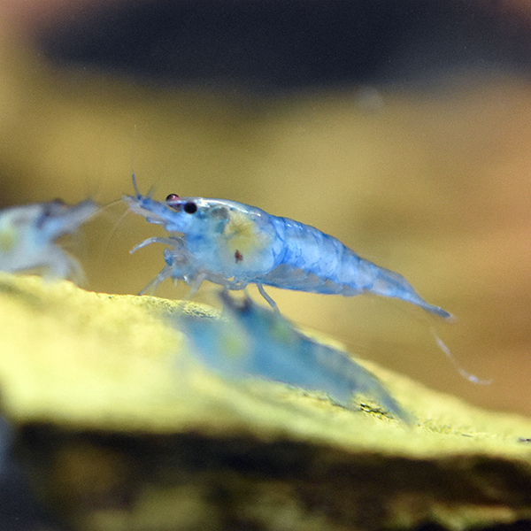 Blue Jelly Zwerggarnele, Neocaridina davidi 'Blue Jelly'