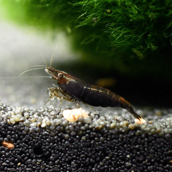 Braune Zwerggarnele, Neocaridina davidi 'Chocolate Fire'