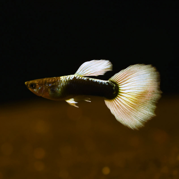 Guppy Männchen Platinum tuxedo, Poecilia reticulata