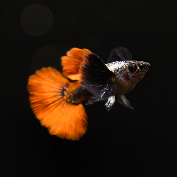 Guppy Männchen Elephantenohr, Poecilia reticulata