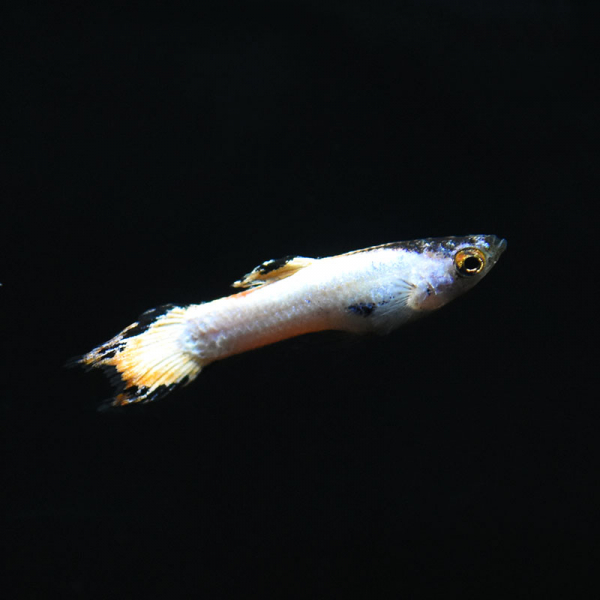 Endler Guppy Männchen Neo White, Poecilia wingei Endler Guppy Männchen Neo White, Poecilia wingei