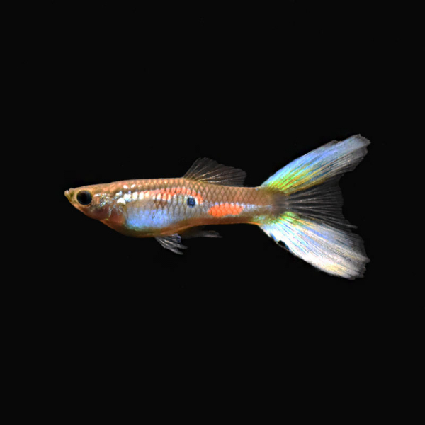 Guppy Männchen Doppelschwert, Poecilia reticulata