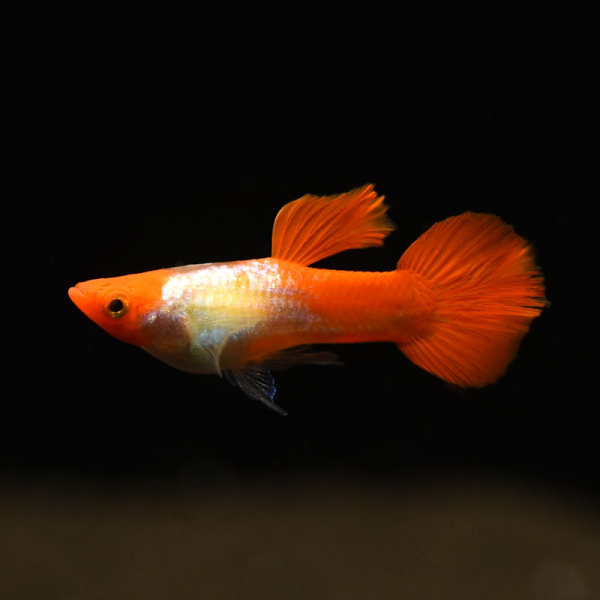 Guppy Männchen King Koi, Poecilia reticulata