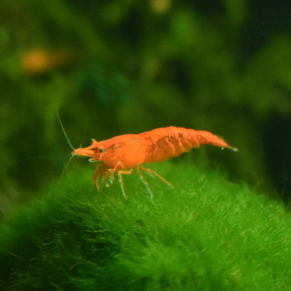 Orange Fire Zwerggarnele, Neocaridina davidi 'Orange'