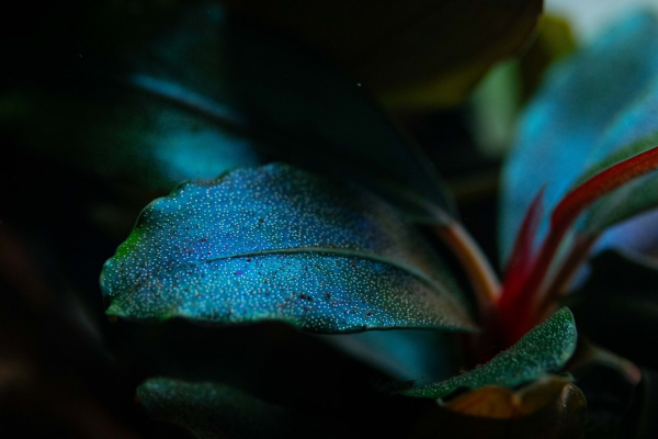 Bucephalandra sordidula 'Blue'