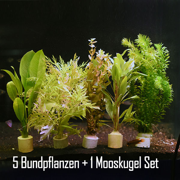 6 Wasserpflanzen - 5er Bundpflanzen und 1 Mooskugel [Pflegeleicht]