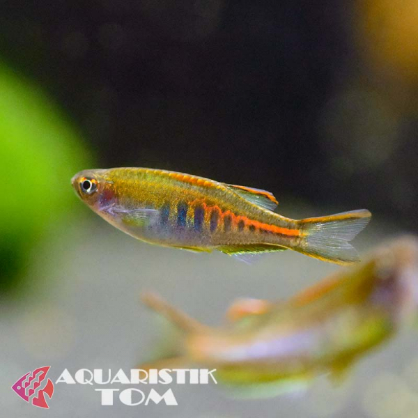 Glühlichtbärbling / Rubinbärbling / Diamantbärbling, Danio choprae / Danio choprai