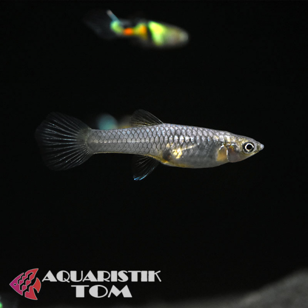 Endler Guppy Weibchen, Poecilia reticulata