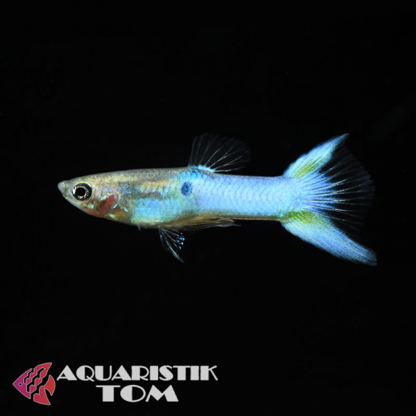 Endler Guppy Männchen Blue, Poecilia wingei