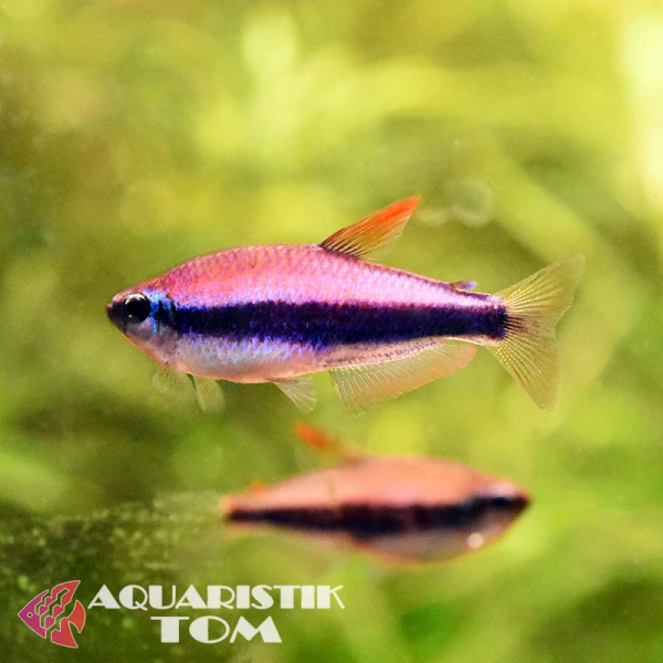 Königssalmler, Inpaichthys kerri