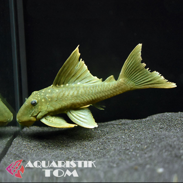 L200 Gelber Phantomwels Highfin, Baryancistrus demantoides L200 Highfin