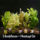 6 Wasserpflanzen - 5er Bundpflanzen und 1 Mooskugel [Pflegeleicht]
